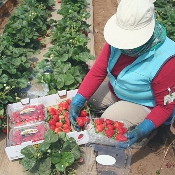 Trabajo en Granja  en Estados Unidos Recoja Fresas, Manzanas, Tomates , Papas