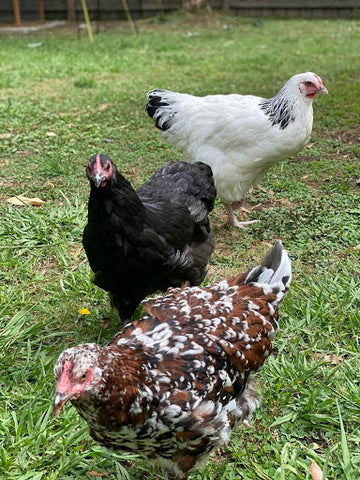 3 chickens in grass