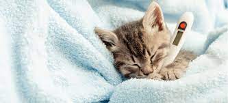 a sick kitten in a blanket