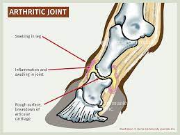 image of arthritic joint of horse