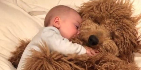 preparing your baby to meet your dog