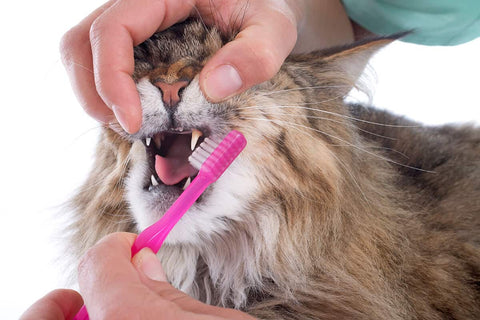 person brushing a cats teeth