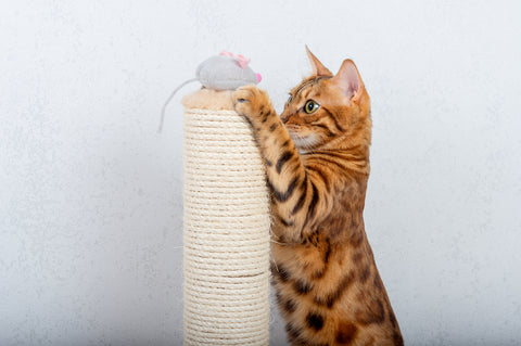 cat with mouse on scratching post