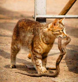 cat carrying a snake