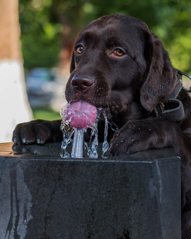 dog drinking water out of a water fountain