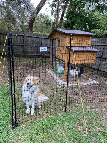 dog guarding our chickens