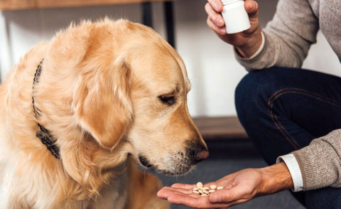 medications for dog