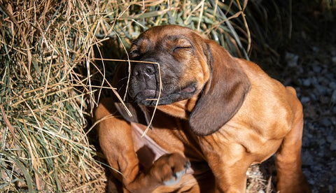 a dog with itchy skin