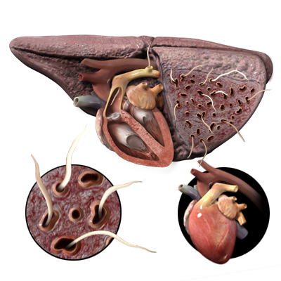 image of worms in a cats heart