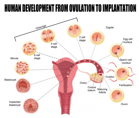 Implantation Bleeding After Conception When Does It Happen Babyhopes