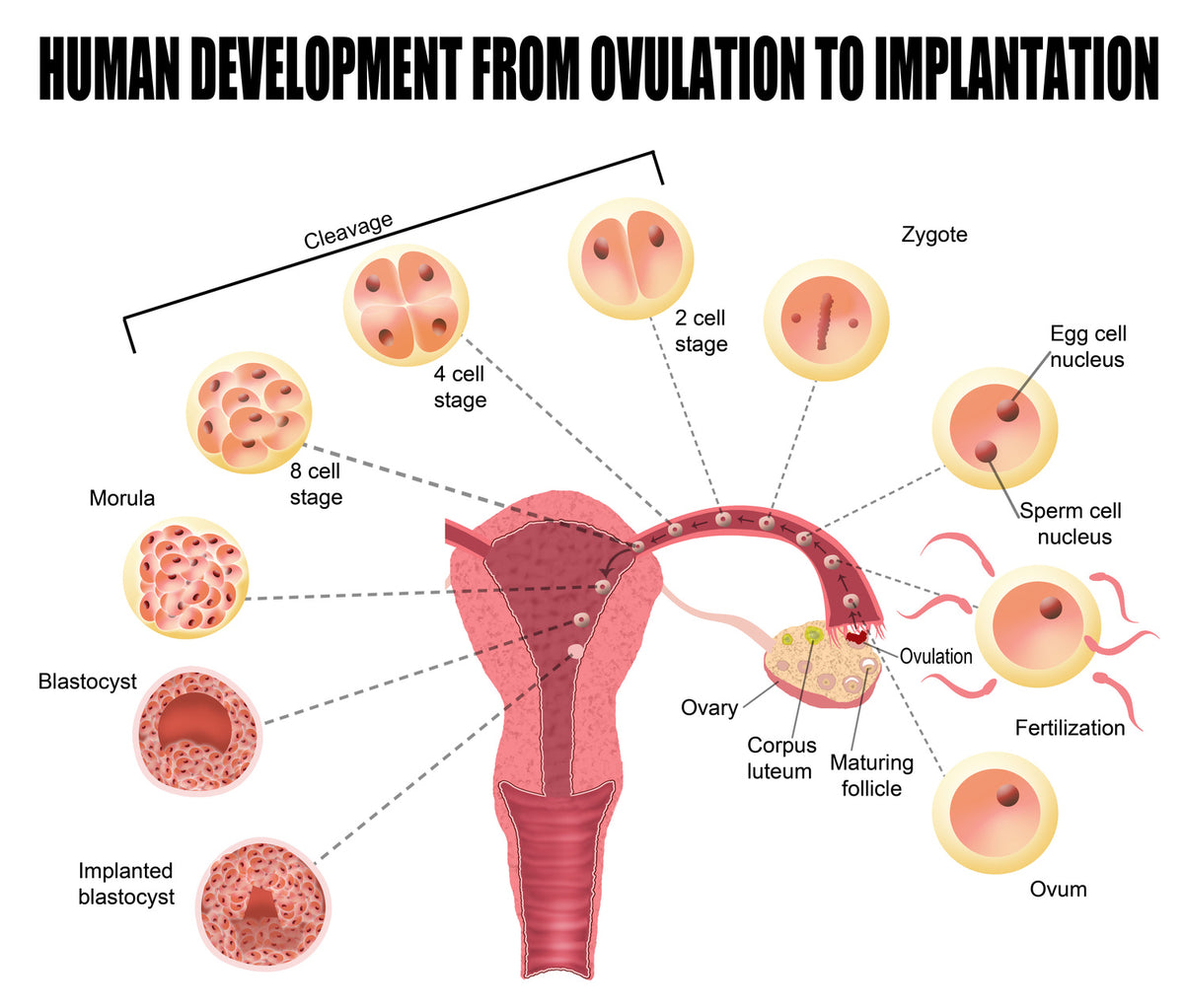 Ovulation and Getting Pregnant BabyHopes