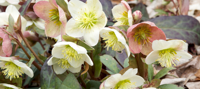 Hellebores: The Perfect Perennial for Winter