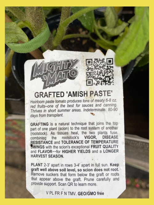 Grafted Tomato Amish Paste Qt.