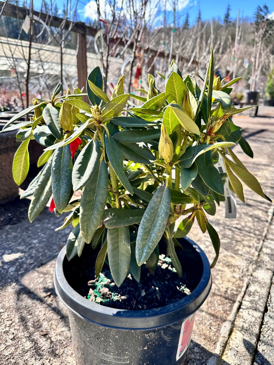 Rhododendron 'Vivacious' 5G – Watson's