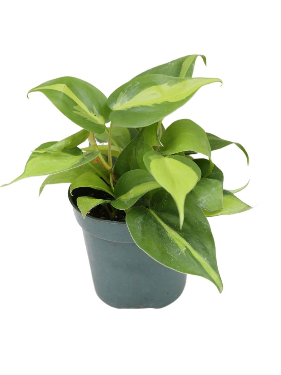 Foliera 8-inch Green Philodendron Tropical Plant in Hanging Basket