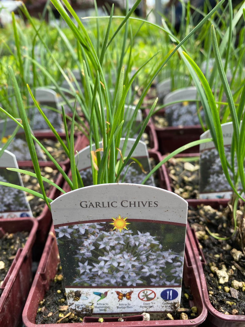 Chives Garlic 4”