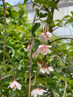 klauw ontwikkelen als resultaat Styrax Japanese Snowbell 'Marley's Pink Parasol' 15G – Watson's Greenhouse