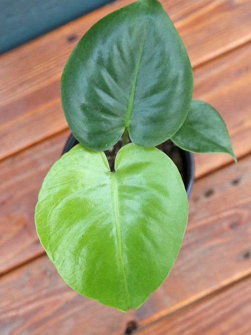 Perfect Plants Swiss Cheese Vine Monstera Adansonii in 8 in. Hanging Basket  THD00593 - The Home Depot