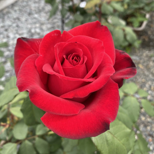 Olympiad Hybrid Tea Rose Watson S Greenhouse