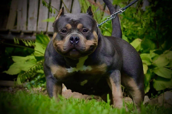 pocket bully puppies for sale