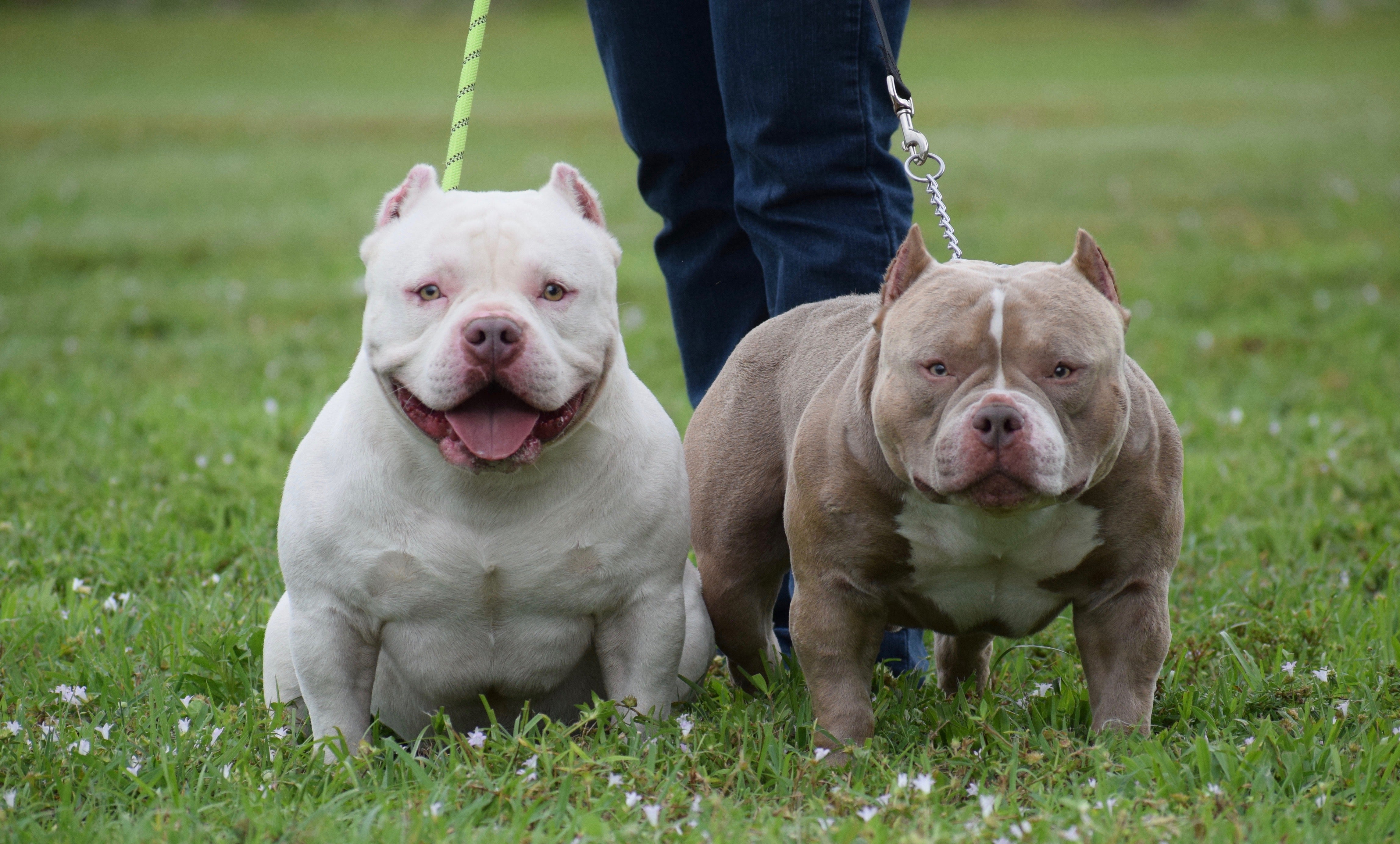 TOP POCKET BULLIES LOUIS V LINE'S VENOM & OMEGA MEET