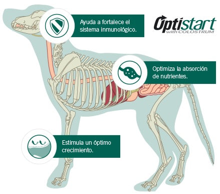 pro plan cachorros beneficios