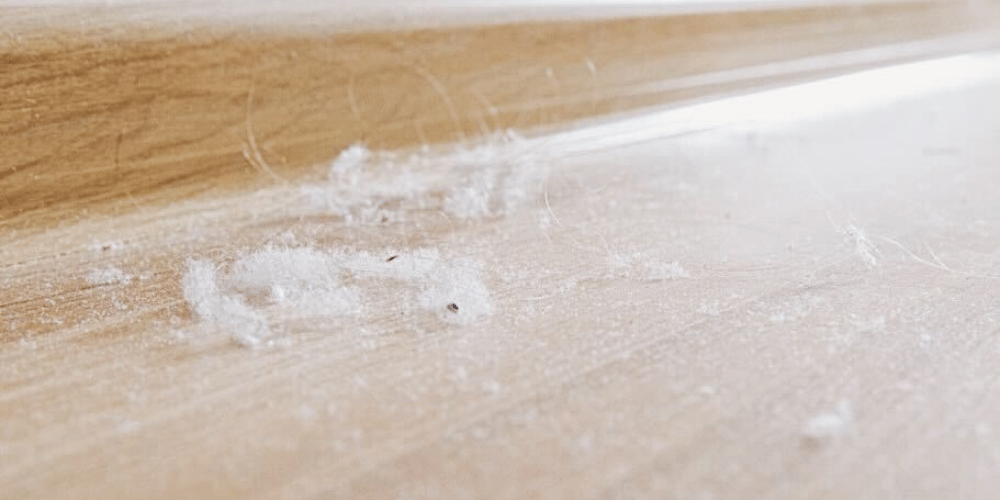 dust bunnies can harm you