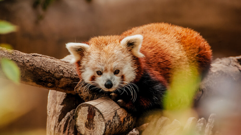 Red panda.