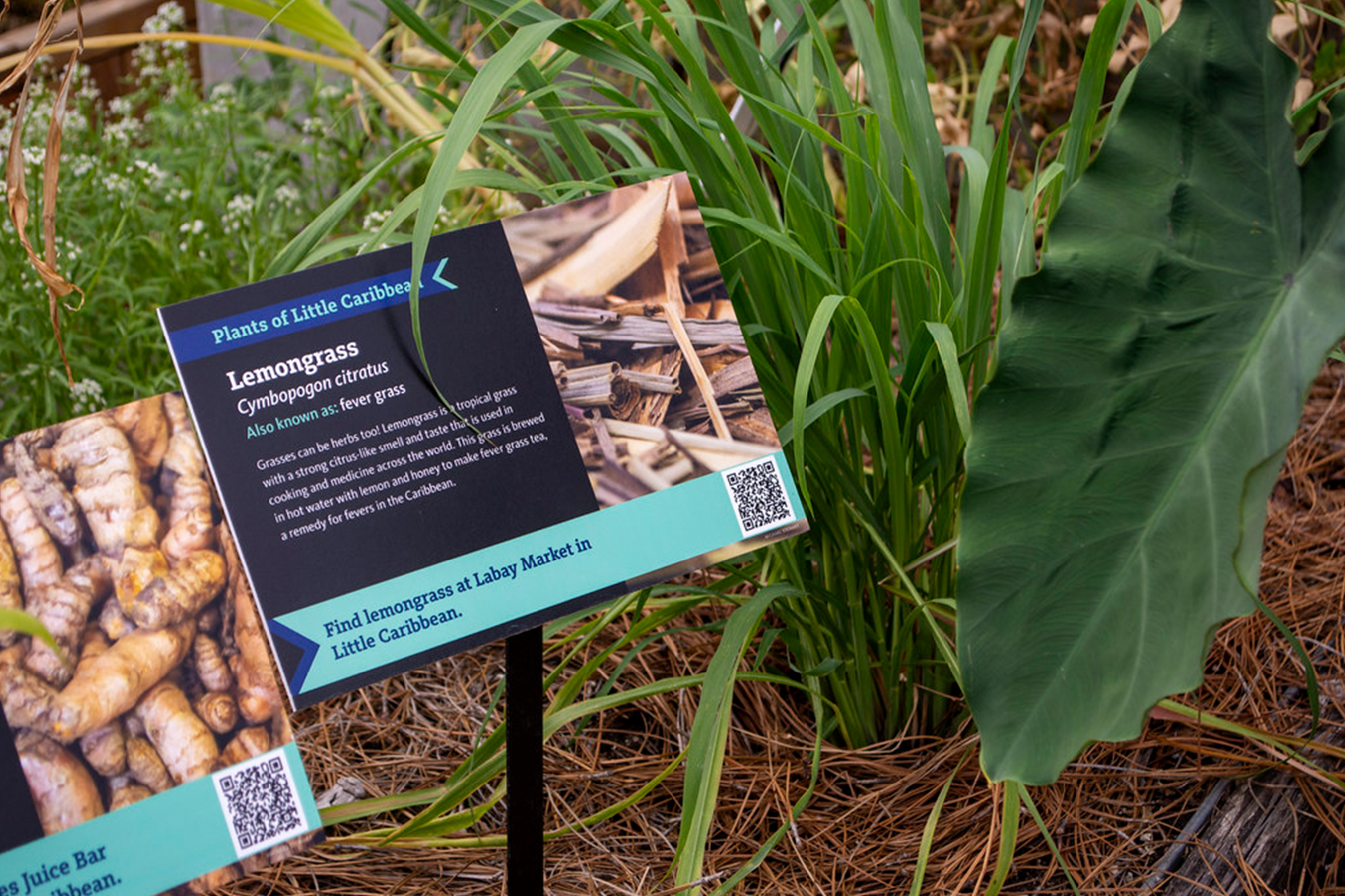 Lemongrass at the Brooklyn Botanical Gardens