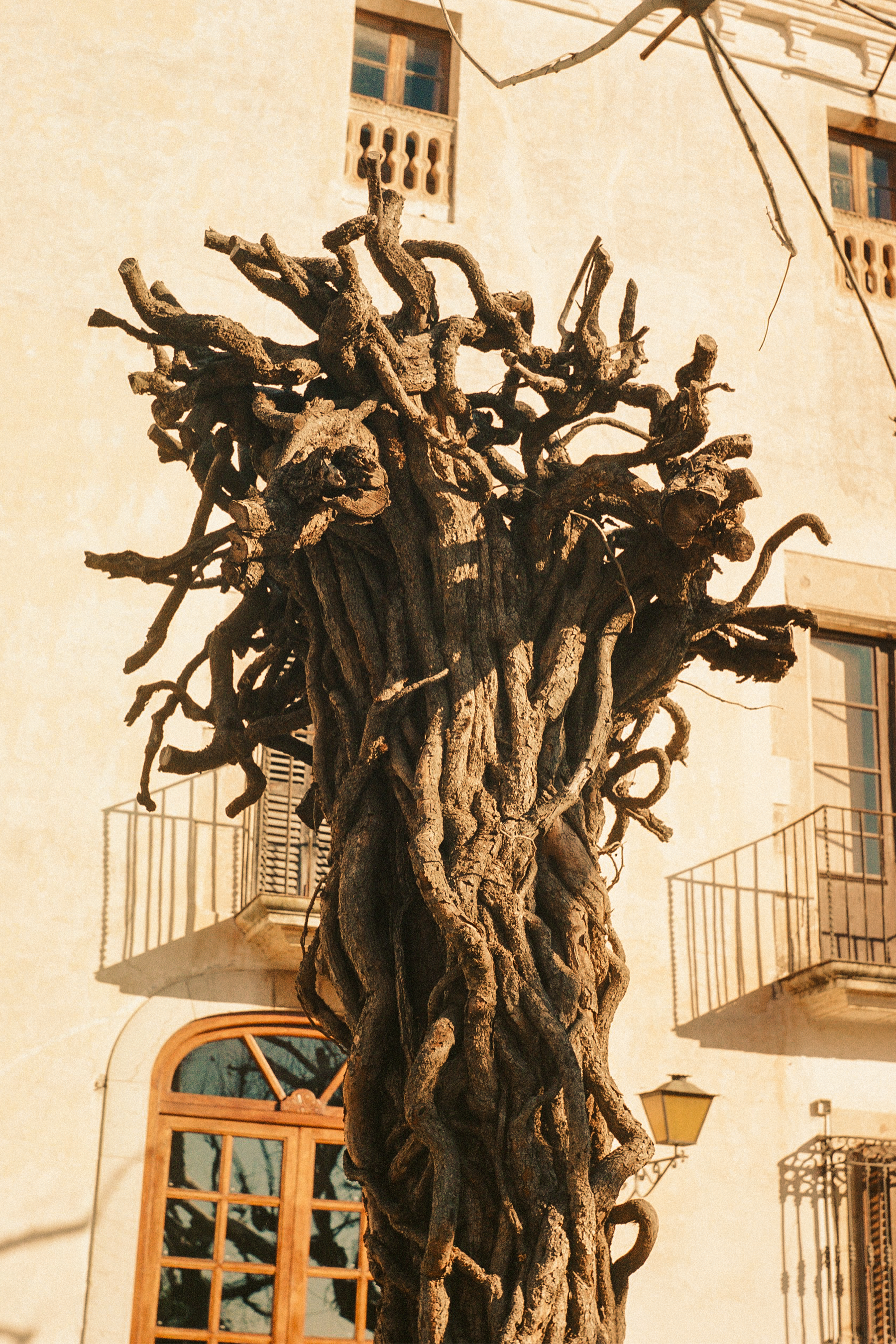 Centuries old tree with twisted bark at a Mas Palou chapel