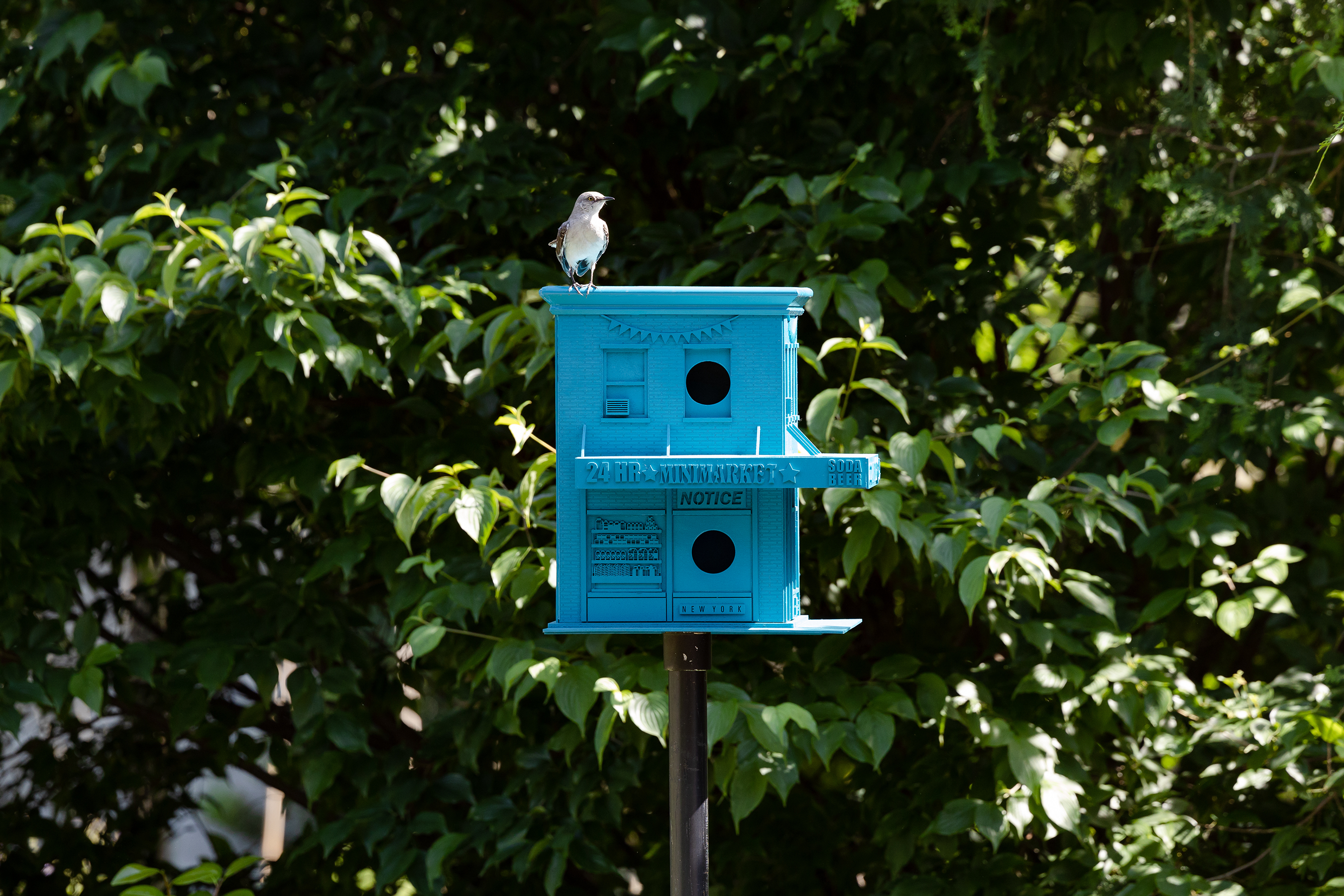 Blue bird house at the Brooklyn Botanical Garden