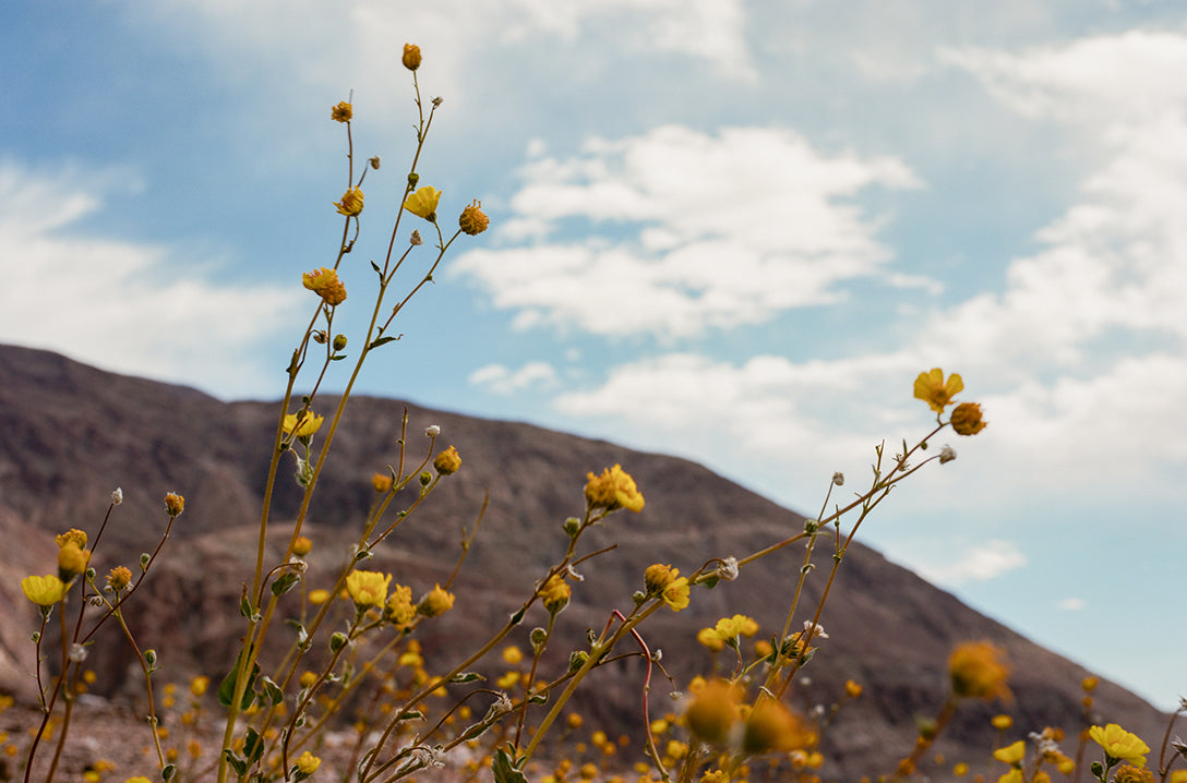 Death Valley super bloom 2016