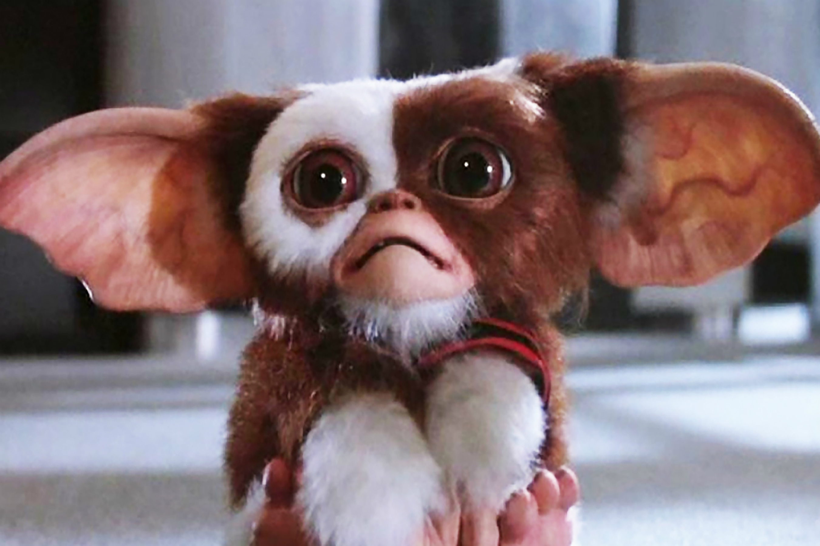 Gizmo in Gremlins