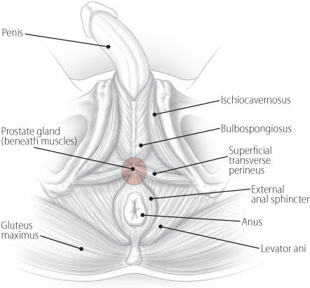 anatomy of the anus