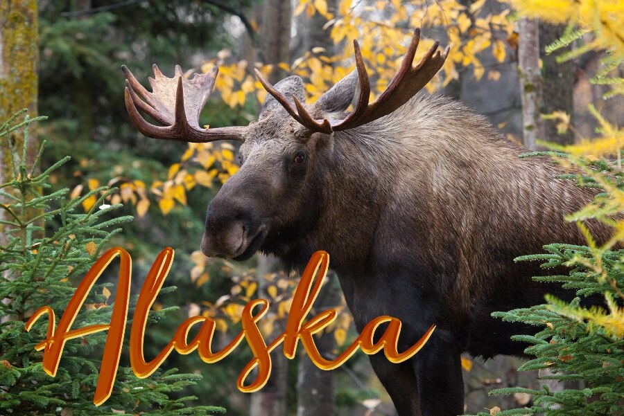 Alaska Moose forested forest micropuzzles micro mini jigsaw puzzle