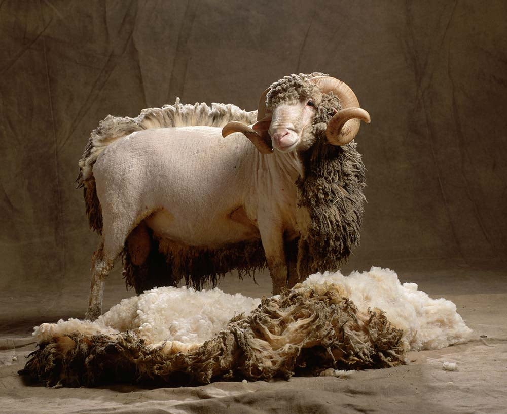 Merino Sheep Half Shawn