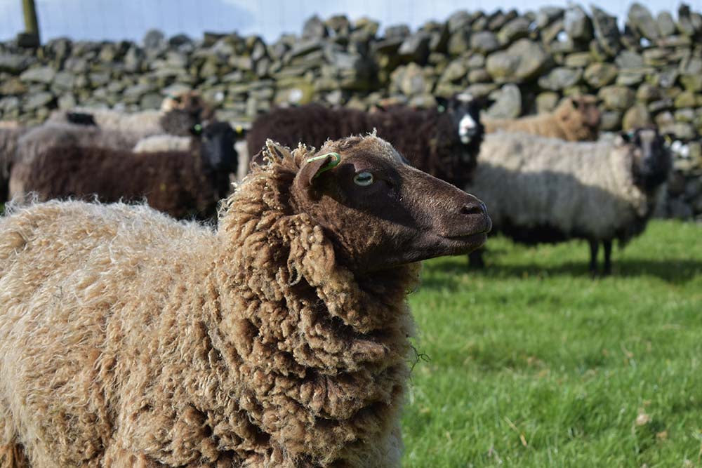 Shetland Sheep