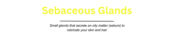 Sebaceous Glands and Men's Dry Skin