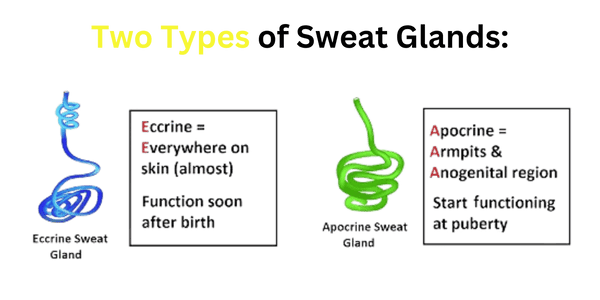 Two Types of Sweat Glands