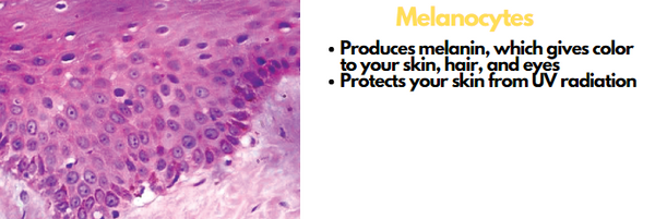 Layers and Functions of the Skin | About Melanocytes