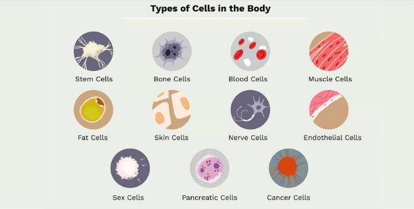 Layers and Functions of the Skin | About Skin Cells