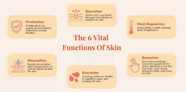 Layers and Functions of the Skin