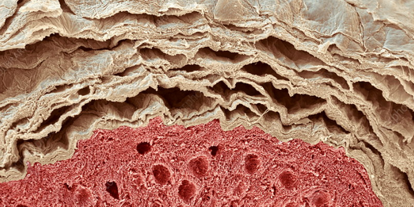 Layers and Functions of the Skin | How Many Skin Layers Are There?