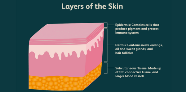 Diagram of Skin Layers and Functions