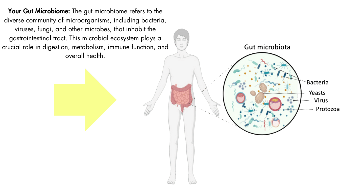 Men's gut health and the importance of a balanced gut microbiome.