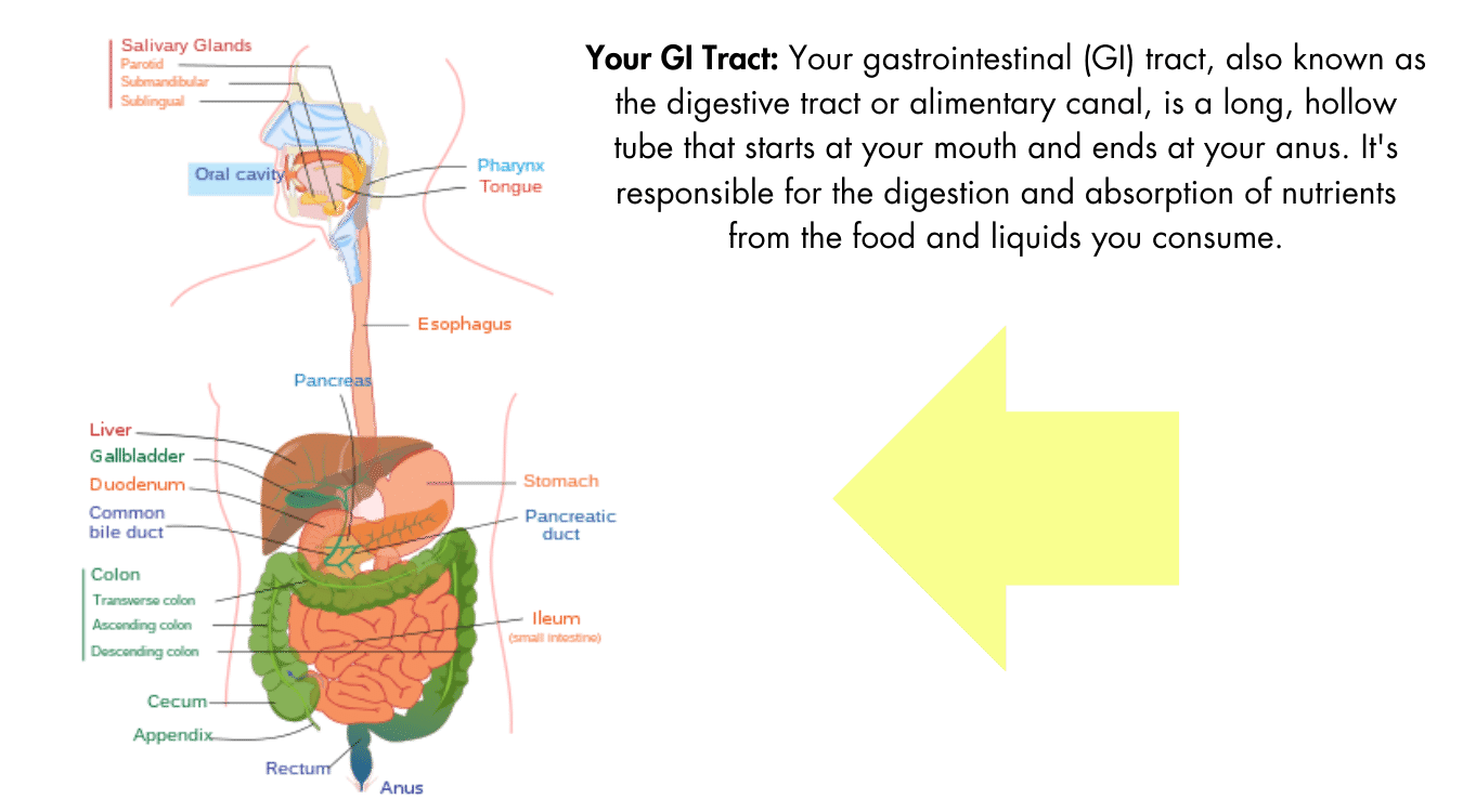 Men's gut health and the intricacies of the GI tract.