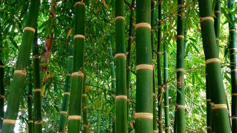 3 Reasons Why Bamboo Is a Great Sustainable Material
