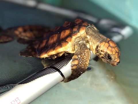 Baby Turtle Dies After Ingesting 104 Pieces of Plastic – Final.