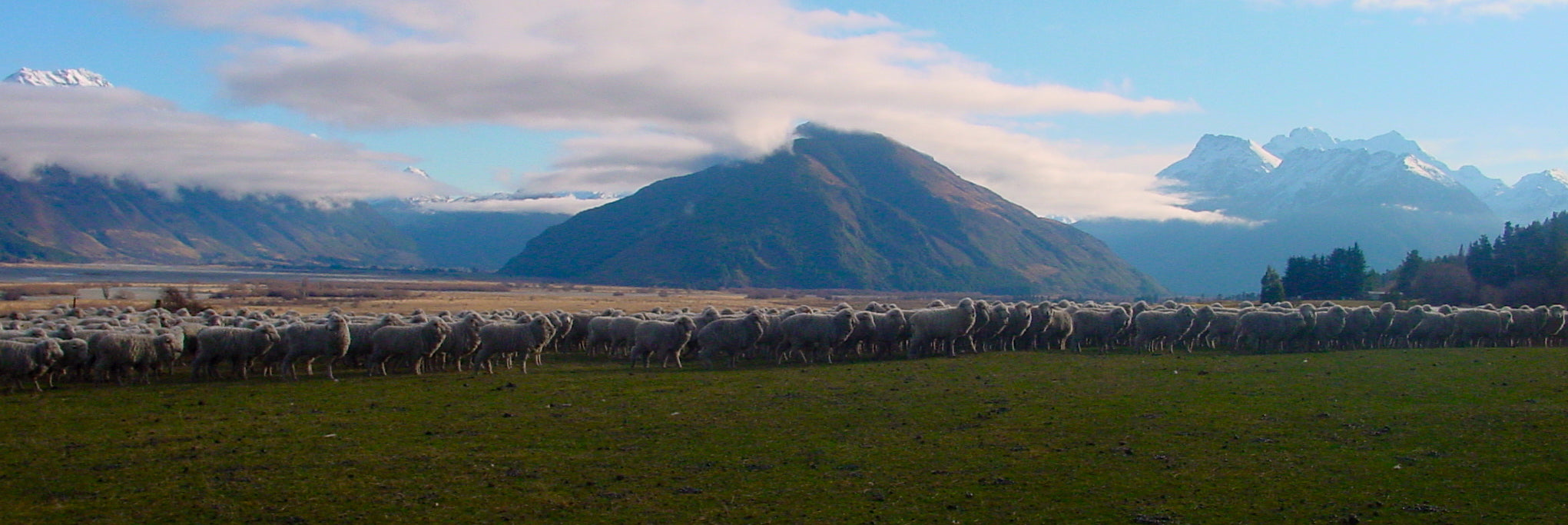 Why Merino wool socks are the best