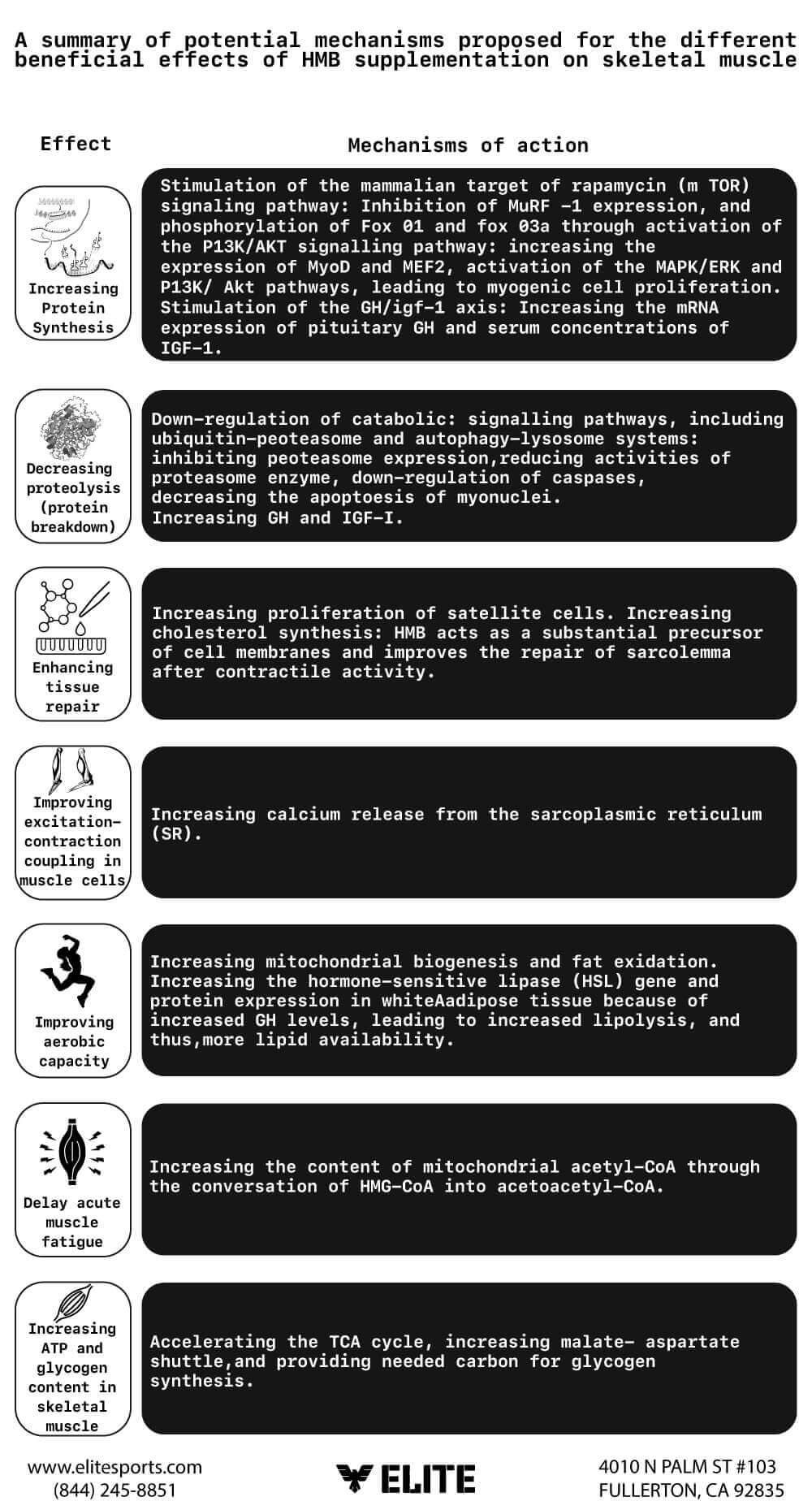 An overview of the mechanism behind HMB supplementation?